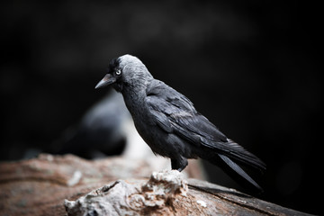 crow