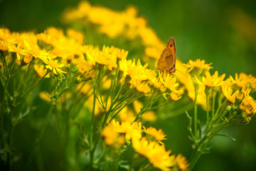 butterly