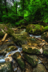 Forest stream