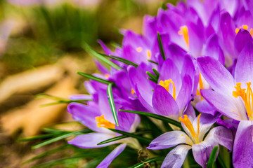 Crocus, plural crocuses or croci is a genus of flowering plants in the iris family. A single...