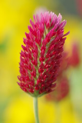 ストロベリーキャンドル