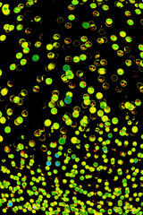 Bokeh-abstraction: A faery of green and yellow bubbles fleeting in the dark