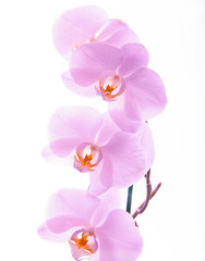 Fototapeta na wymiar flowers, orchids, wedding bouquets, roses