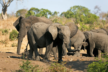 Fototapeta premium Elefantenherde