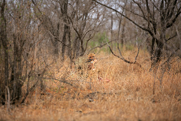 Gepard