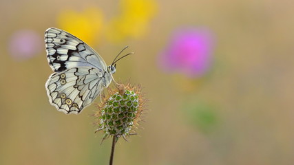 Melanargia larissa 13