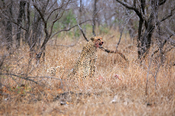 Gepard © Andreas Edelmann