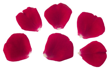 Set of 6 red rose petals on white background