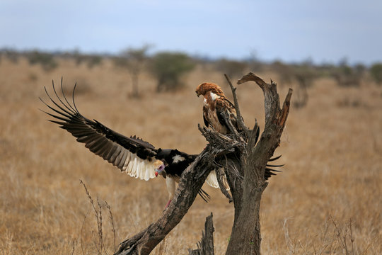 Adler und Geier