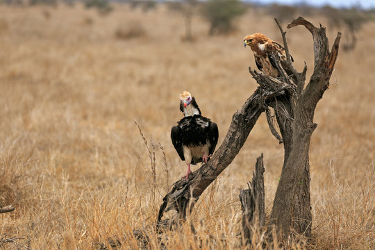 Adler und Geier