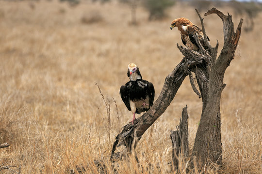 Adler und Geier