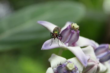 Close up macro of Calotropis gigantea (Crown flower) blooming,fly sits on it