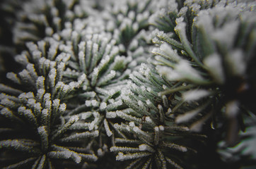 frost on needles
