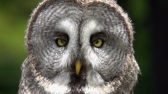 Portrait of Great Grey Owl (Strix nebulosa)