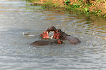 Fototapeta premium Flusspferde