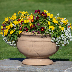 Flowerbed with beautiful flowers in the park