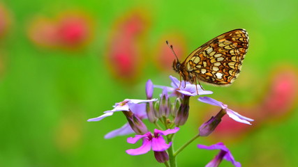 Obraz premium Melitaea diamina 15