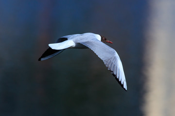 Seagull in flight against the background of the pond
