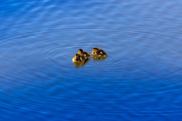 Little ducklings swim on the surface of the lake