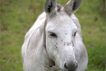 Obraz premium Weisser Esel