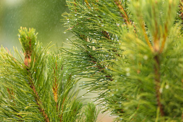 Green branch of a coniferous tree in raindrops