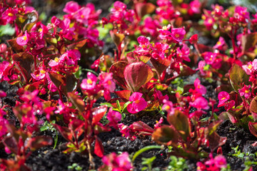 Flowerbed with beautiful flowers in the park