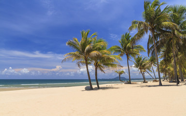 Fototapeta na wymiar Coconut Trees On The White Beach.