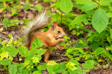 Naklejka na ściany i meble Squirrel runs on the ground in the park