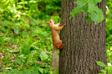 Squirrel on the tree in the park