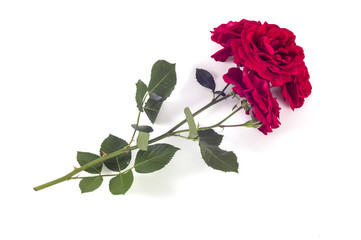 Red rose flowers arrangement isolated on white