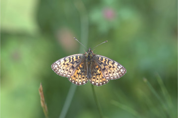 Obraz premium Falter auf Grashalm