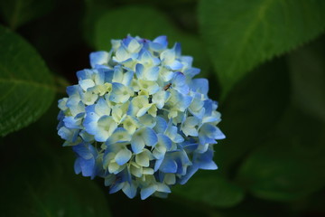 アジサイの花