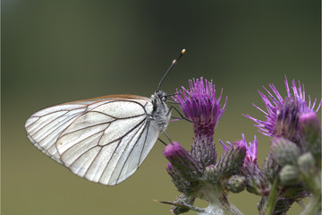 Baumweissling