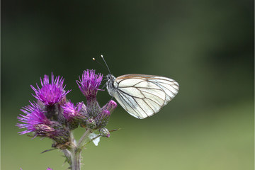 Baumweissling auf Blume