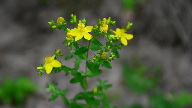 Hypericum perforatum, perforate St John's-wort, common Saint John's wort, St John's wort