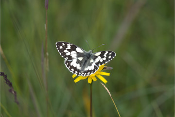 Schachbrettfalter