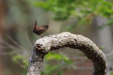 Eurasian Wren, tweet of a bird in Rishiri Isl. in Hokkaido, Japan　ミソサザイ　北海道利尻島