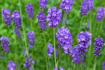 Lavendel