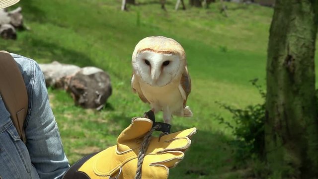 Female Tourist Posing for Photo with Barn Owl (Tyto alba)