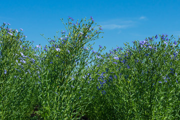 flowering, young plants of flax on the field, during harvesting, against the sky. Nearby there are beehives with bees.