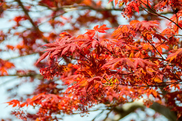 Red maple