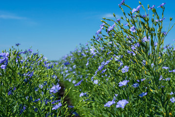 flowering, young plants of flax on the field, during harvesting, against the sky. Nearby there are beehives with bees.