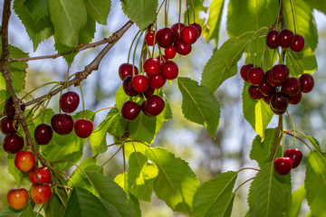 Fototapeta premium Red juicy cherries in garden.