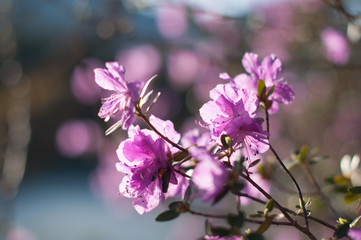 flower, altay mountains