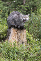 Wildkatze Gebiss