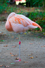 Flamingo