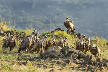 Griffon Vulture - Gyps fulvus, large brown white headed vulture from Old World and Africa.