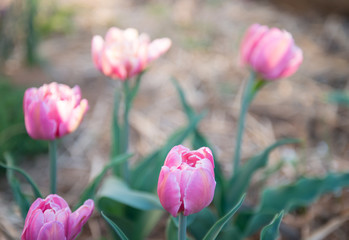 Pink terry tulips background. Selective focus.