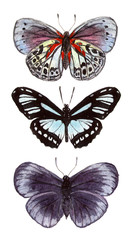 watercolor illustration insects butterflies. hand drawing, isolated elements.