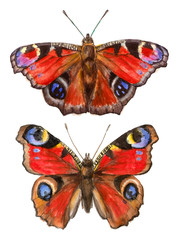 watercolor illustrations insects - peacock butterflies. hand drawing, isolated elements.